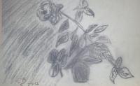 Draws - Rose - Charcoal